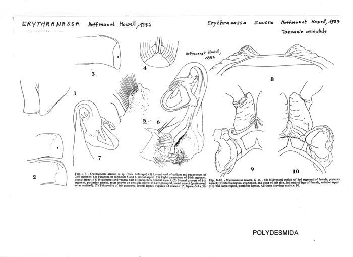 Erythranassa saucra