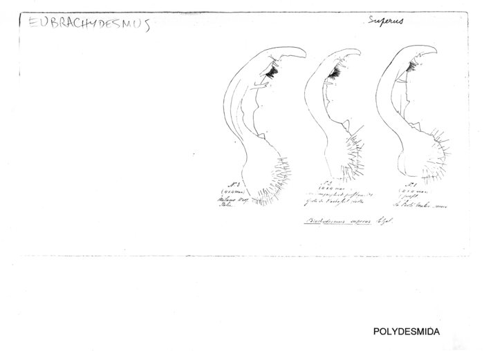 Eubrachydesmus superus