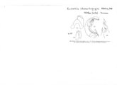 Eucarlia charactopyga, author: Henry W. Bremann, Henri Ribaut, Maria Prin, Jean-Paul Mauri et al. (1890-1999): Bremann iconographic file & successors