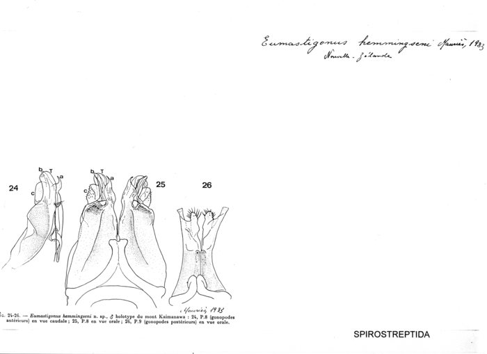 Eumastigonus hemmingseni