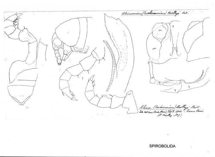 Eurhinocricus biolley