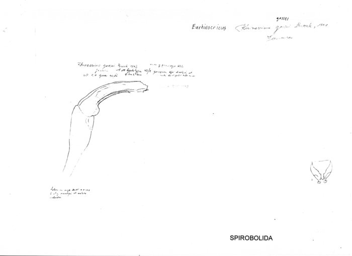 Eurhinocricus gossei