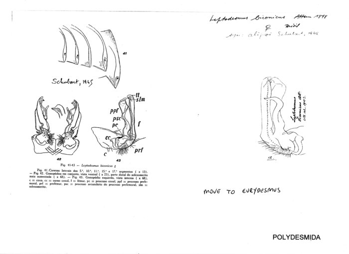 Leptodesmus biconicus