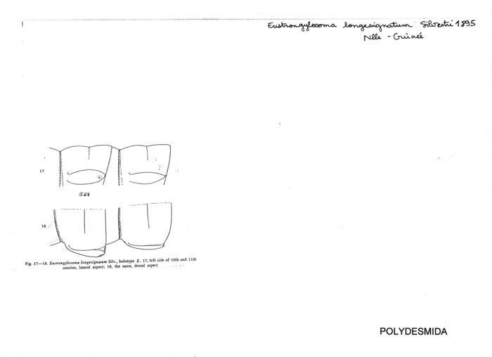 Eustrongylosoma longesignatum