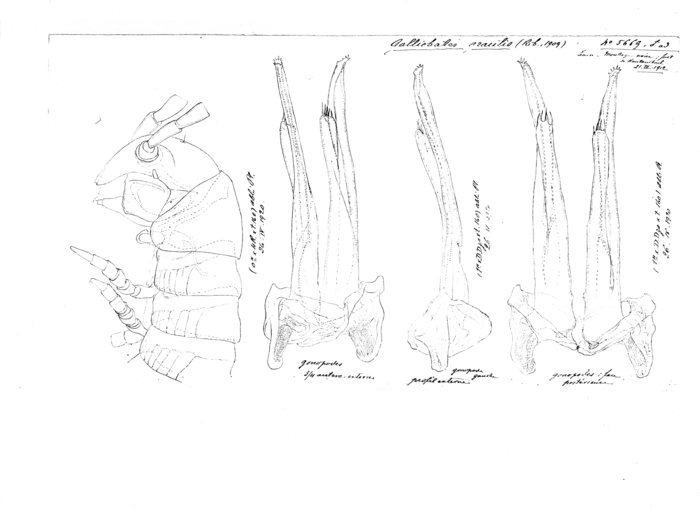 Galliobates gracilis