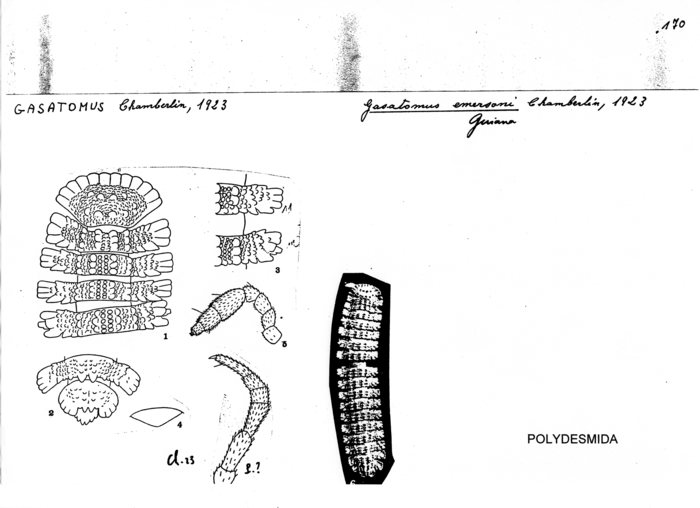 Gasatomus emersoni