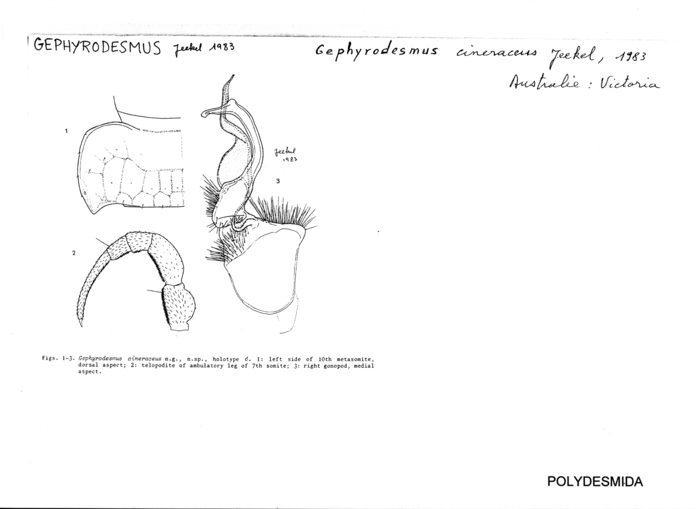 Gephyrodesmus cineraceus