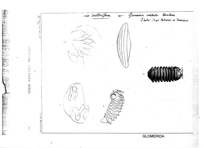 Gervaisia costata cultrifera