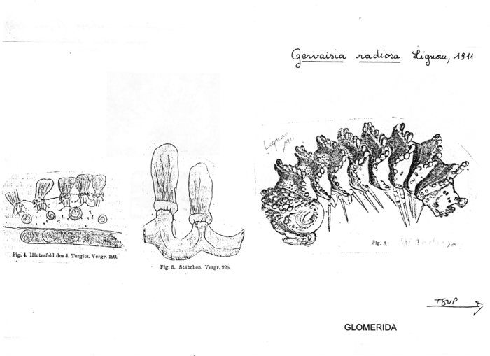 Trachysphaera radiosa