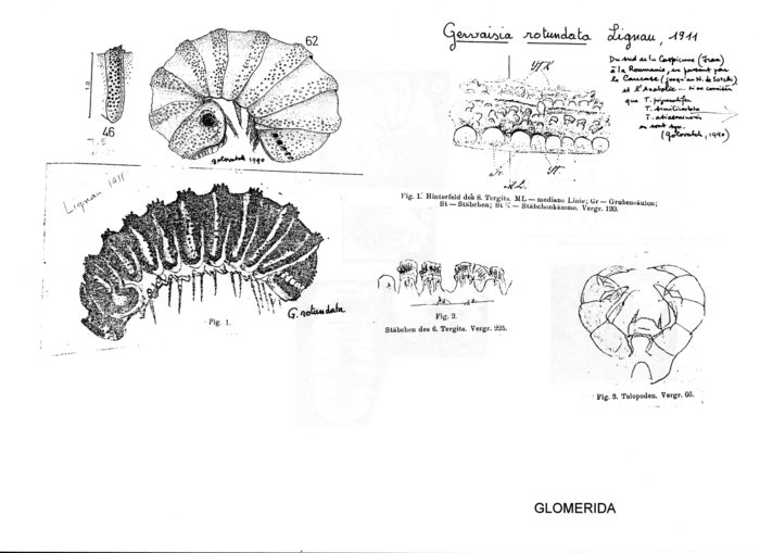 Gervaisia rotundata