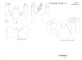 Glomeridella kervillei, author: Henry W. Bremann, Henri Ribaut, Maria Prin, Jean-Paul Mauri et al. (1890-1999): Bremann iconographic file & successors