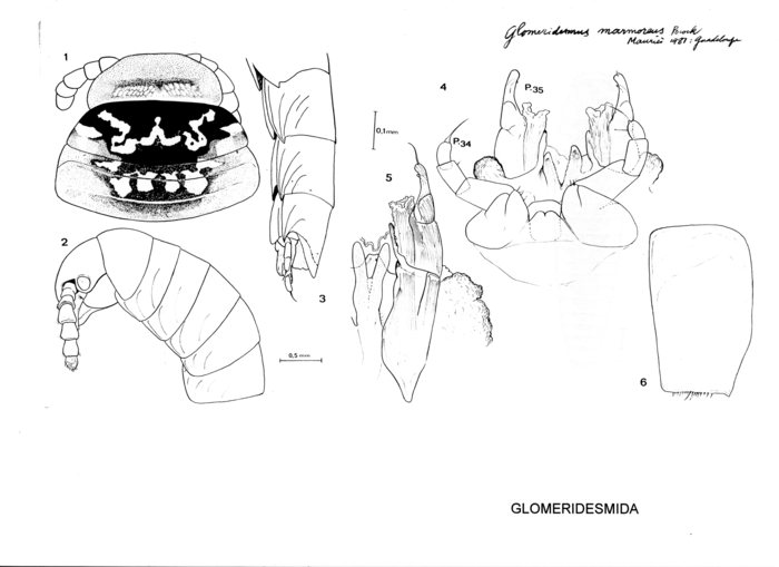 Glomeridesmus marmoreus