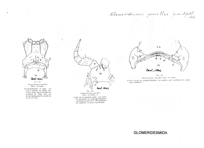 Glomeridesmus porcellus