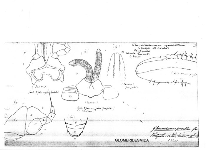 Glomeridesmus porcellus