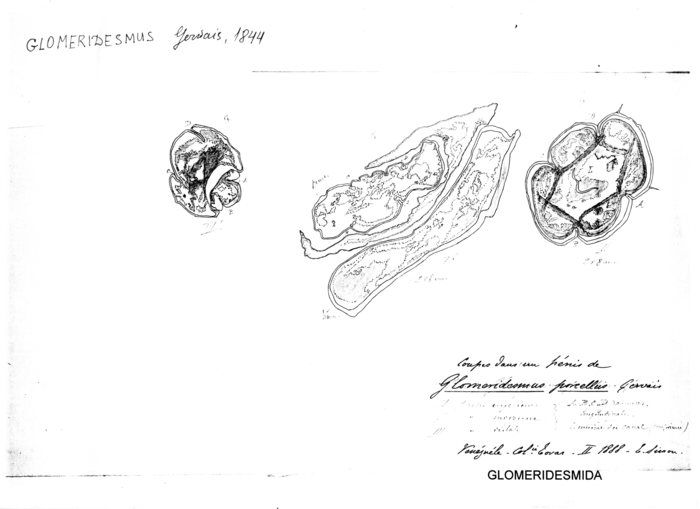 Glomeridesmus porcellus