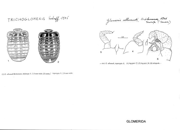 Glomeris alluaudi