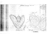 Glomeris annulata