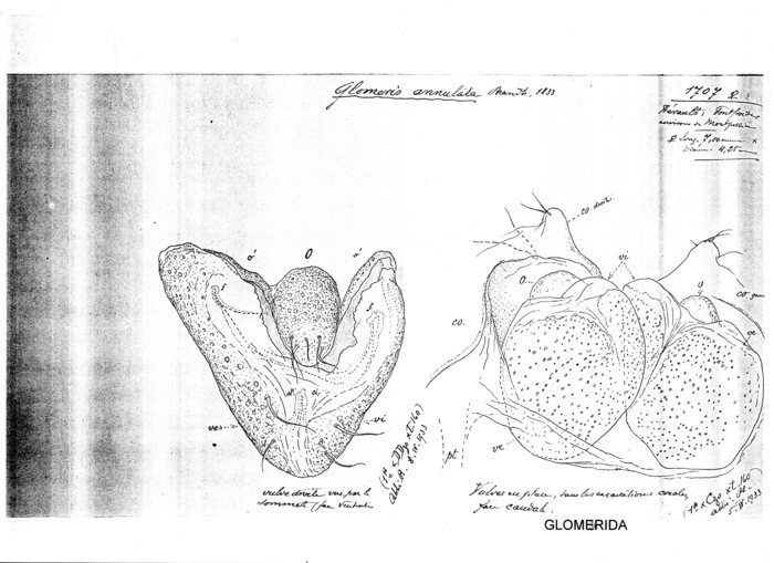 Glomeris annulata