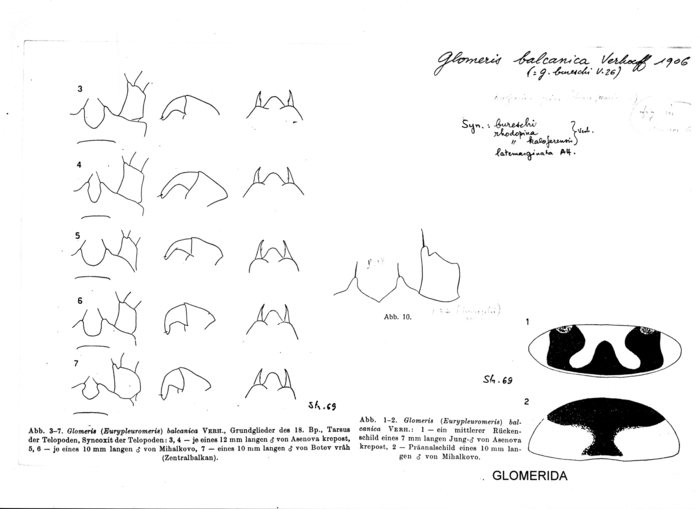 Glomeris balcanica