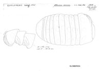 Glomeris connexa