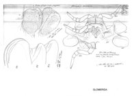 Glomeris connexa