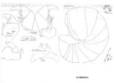Glomeris helvetica, author: Henry W. Bremann, Henri Ribaut, Maria Prin, Jean-Paul Mauri et al. (1890-1999): Bremann iconographic file & successors