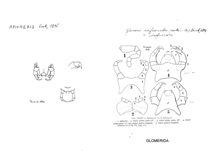 Glomeris infuscatus