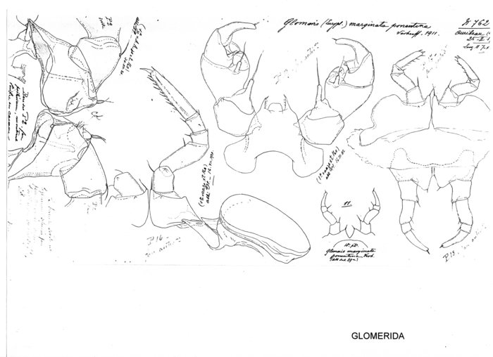 Glomeris marginata ponentina