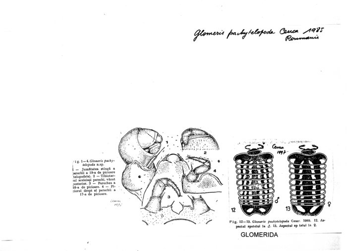 Glomeris pachytelopoda