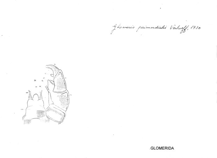 Glomeris primordialis