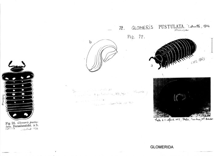 Glomeris pustulata