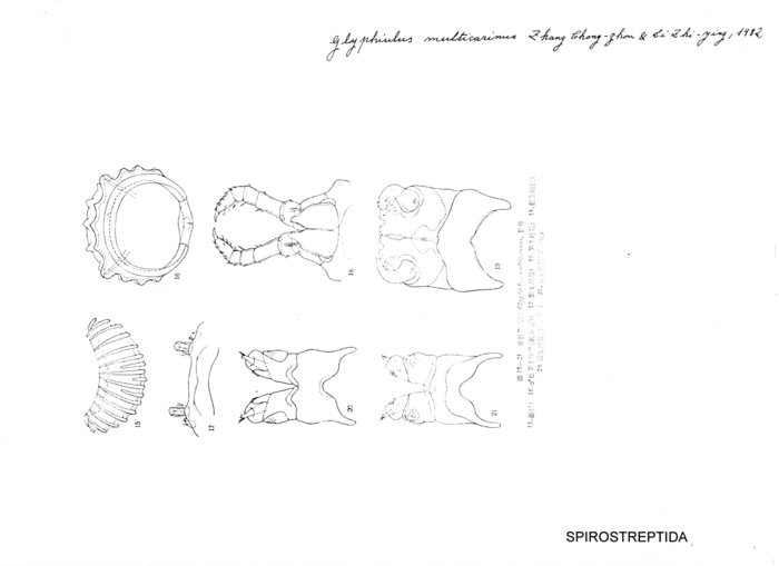 Glyphiulus multicarinus