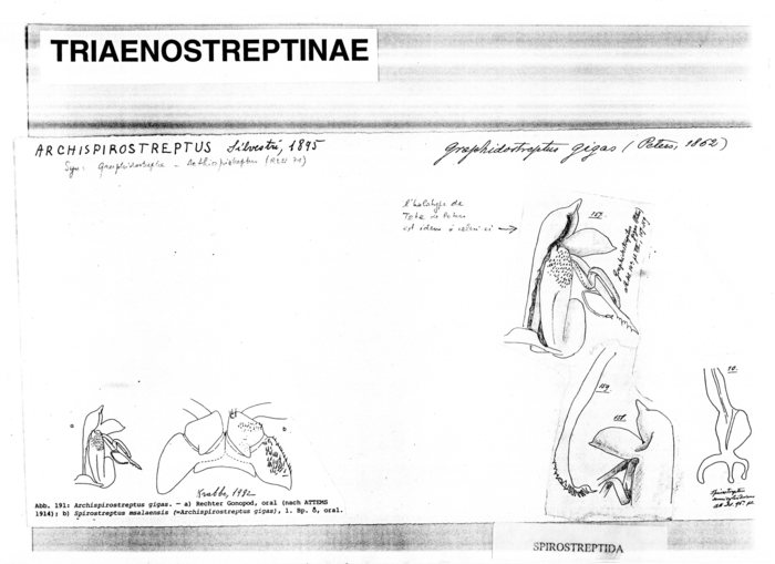 Graphidostreptus gigas