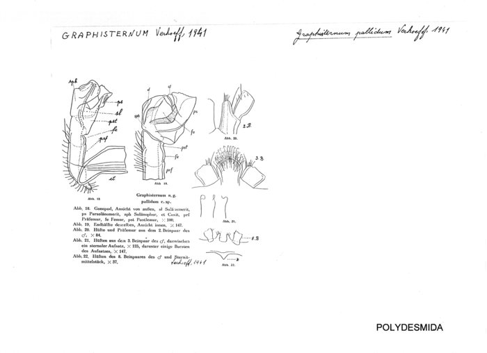 Graphisternum pallidum