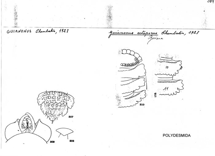 Guianonus ectoporus