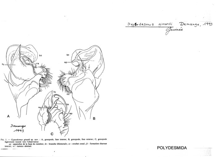 Gypsodesmus girardi