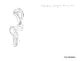 Habrodesmus perexiguus, author: Henry W. Bremann, Henri Ribaut, Maria Prin, Jean-Paul Mauri et al. (1890-1999): Bremann iconographic file & successors