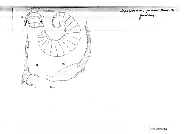 Haplocyclodesmus jeremiei