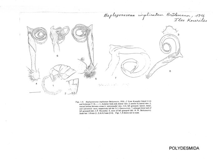 Haplogonosoma implicatum