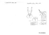 Harpethrix plana, author: Henry W. Bremann, Henri Ribaut, Maria Prin, Jean-Paul Mauri et al. (1890-1999): Bremann iconographic file & successors