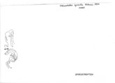 Helicochetus gracilis, author: Henry W. Bremann, Henri Ribaut, Maria Prin, Jean-Paul Mauri et al. (1890-1999): Bremann iconographic file & successors