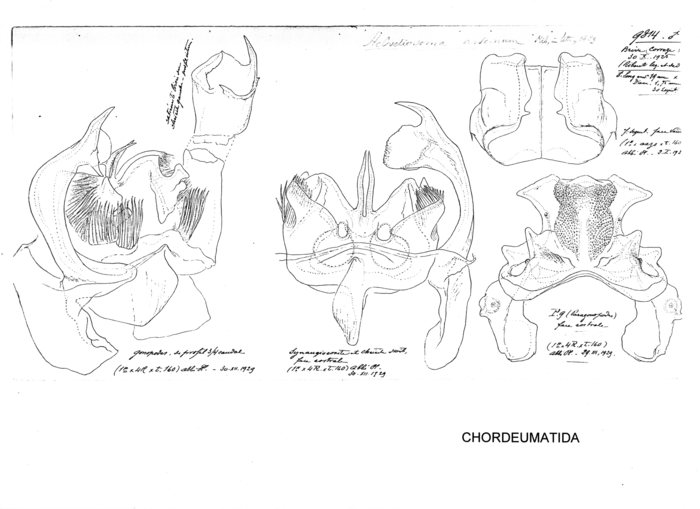 Helvetiosoma arvernum