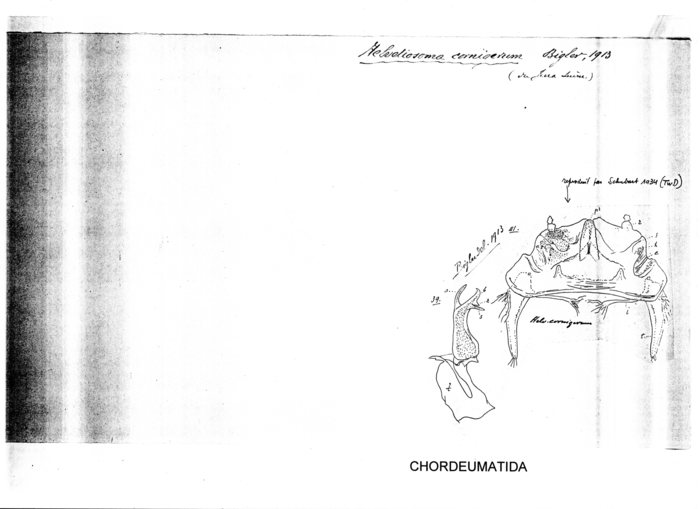 Helvetiosoma cornigerum