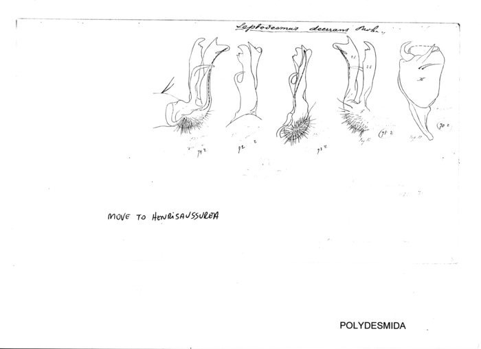 Henrisaussurea deerrans