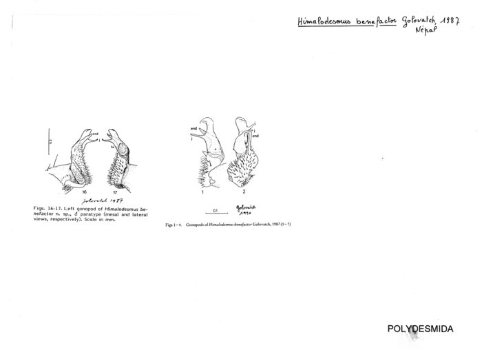 Himalodesmus benefactor