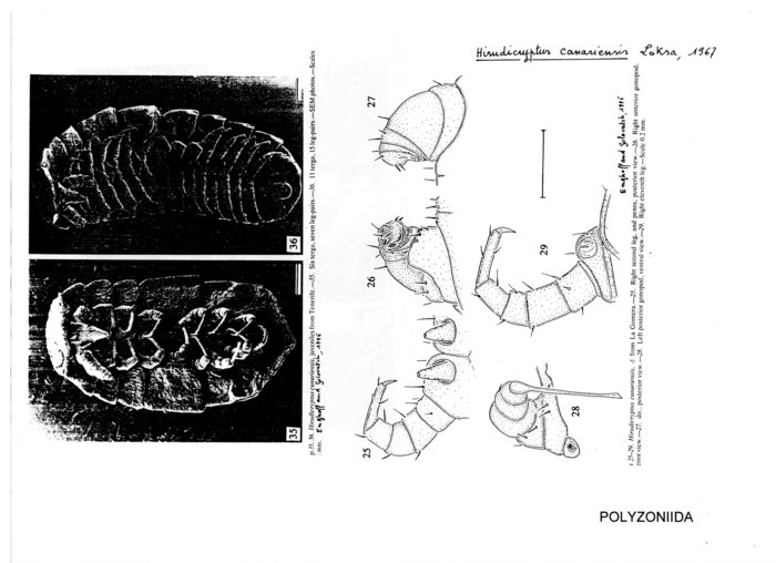 Hirudicryptus canariensis