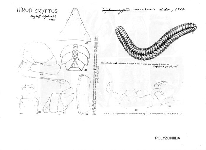 Hirudicryptus canariensis