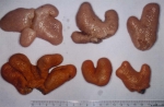 Octocorallia