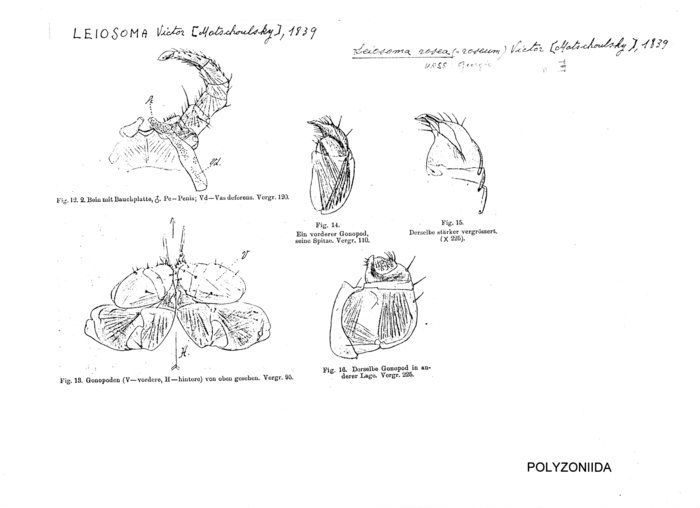 Leiosoma rosea