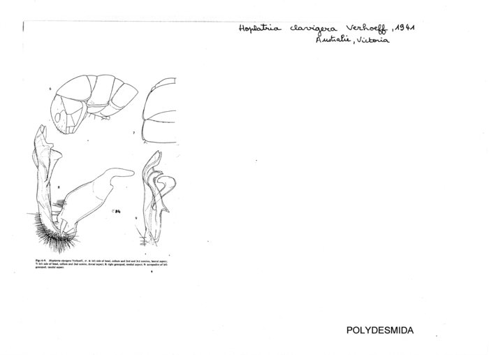 Hoplatria clavigera